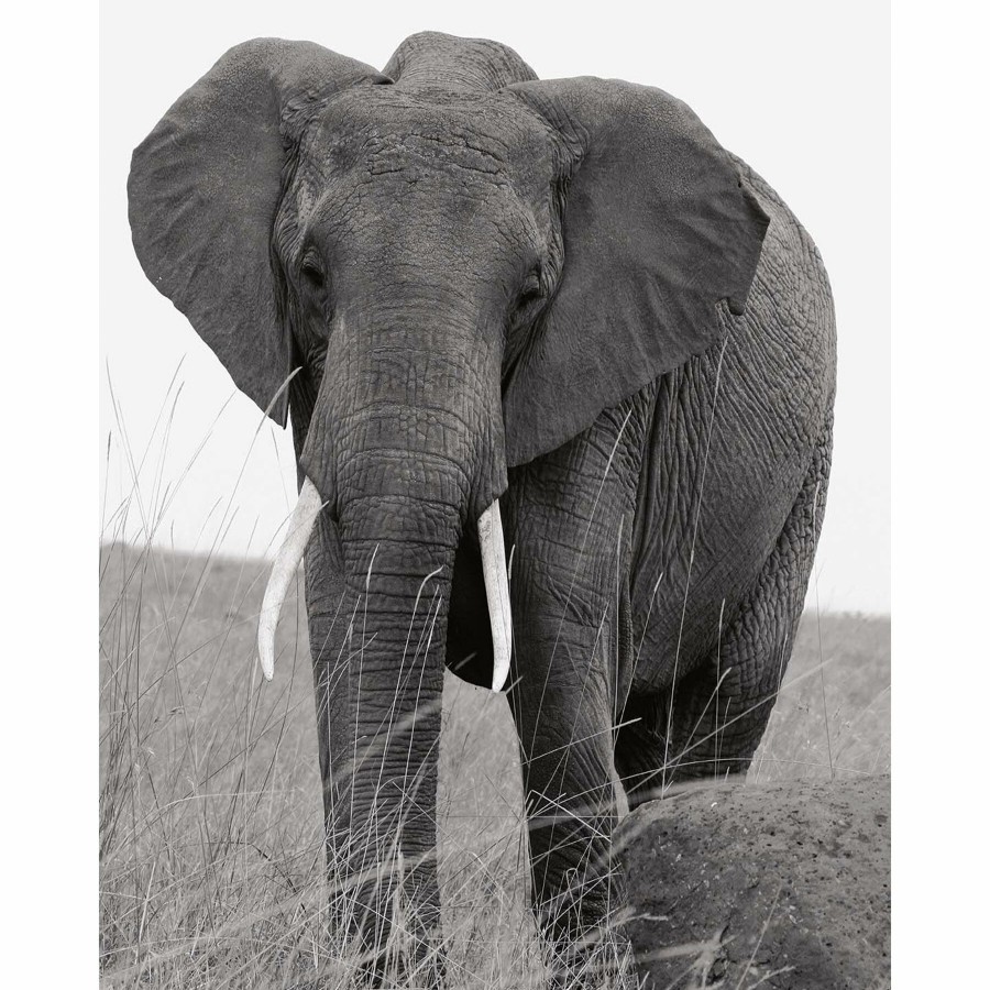 Wall Art * | Lone Elephant Canvas Wall Art, 16 20 For Sale